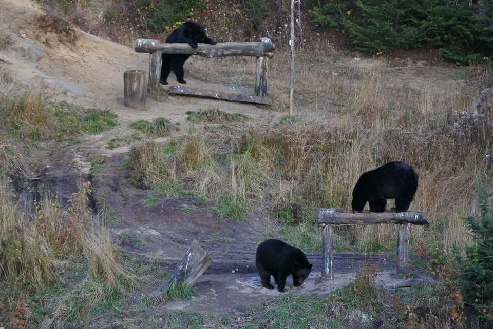 Gite Au Vieux Pommier Tadoussac Zewnętrze zdjęcie