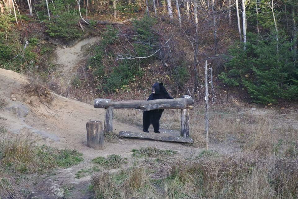 Gite Au Vieux Pommier Tadoussac Zewnętrze zdjęcie